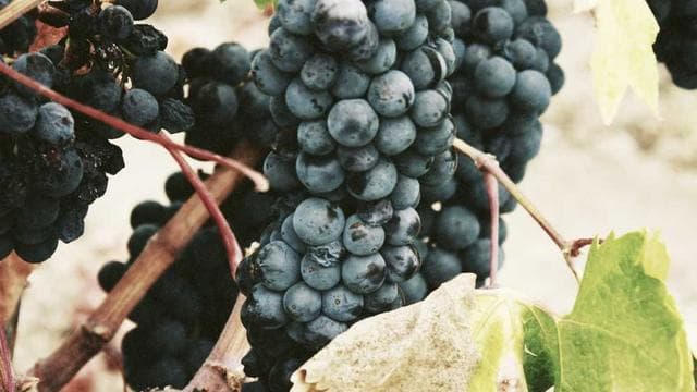 Gestalte die Zukunft mit uns - Friseur/in